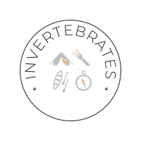 MARINE INVERTEBRATES FOSSILS SHOW INSIGHT INTO PAST ECOSYSTEMS