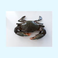 GREEN CRABS ADVANCE IN WASHINGTON
