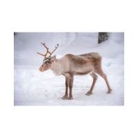 CARIBOU OBSERVED EATING OWN BODY PART