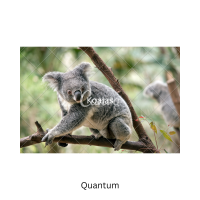 KOALA CONSERVATION CONUNDRUM