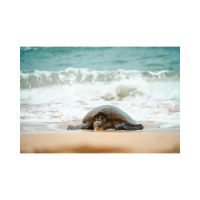 SEA TURTLE SHELLS REVEAL OCEAN RECORDS