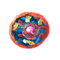 STUDY SHOWS CELLS SLOW BODY RESPONSE TO INFECTION