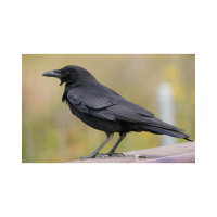 CROW FUNERAL ATTENDANCE SCIENCE