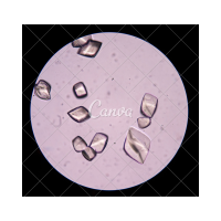 TRISULFIDE IN POLAR APROTIC SOLVENTS
