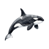 WHALE COULD CREATE SCIENCE BREAKTHROUGH