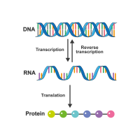 DEATH PROTEIN AGING LINK