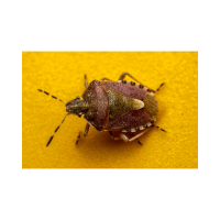 BED BUGS FLEE FROM WATER