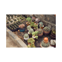 SCIENCE TURNS PLANTS INTO CIRCUIT BOARDS