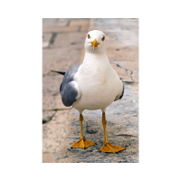 SEABIRD EGGS HAVE DECLINING PFAS